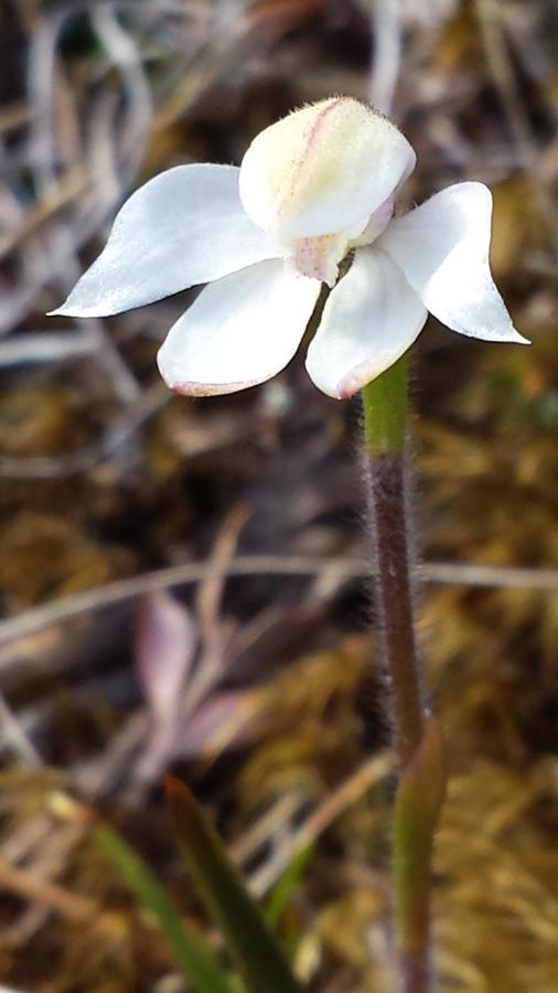 The Tussocks, Arthur'S Pass Exterior foto